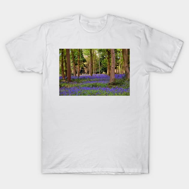 Bluebells Bluebell Woods Basildon Park Berkshire T-Shirt by AndyEvansPhotos